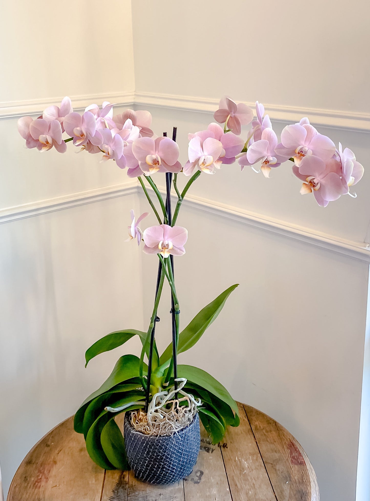 Phalaenopsis Orchid Plant
