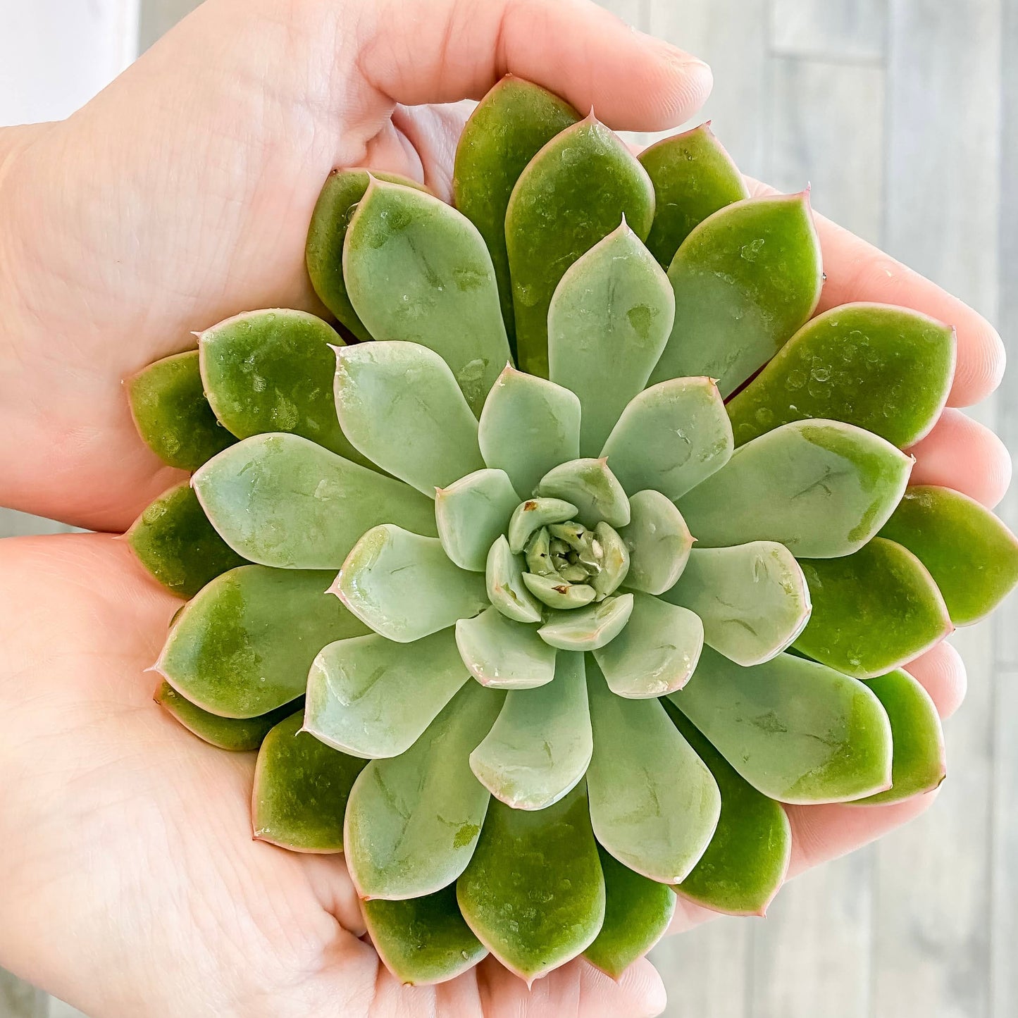 Succulent Garden