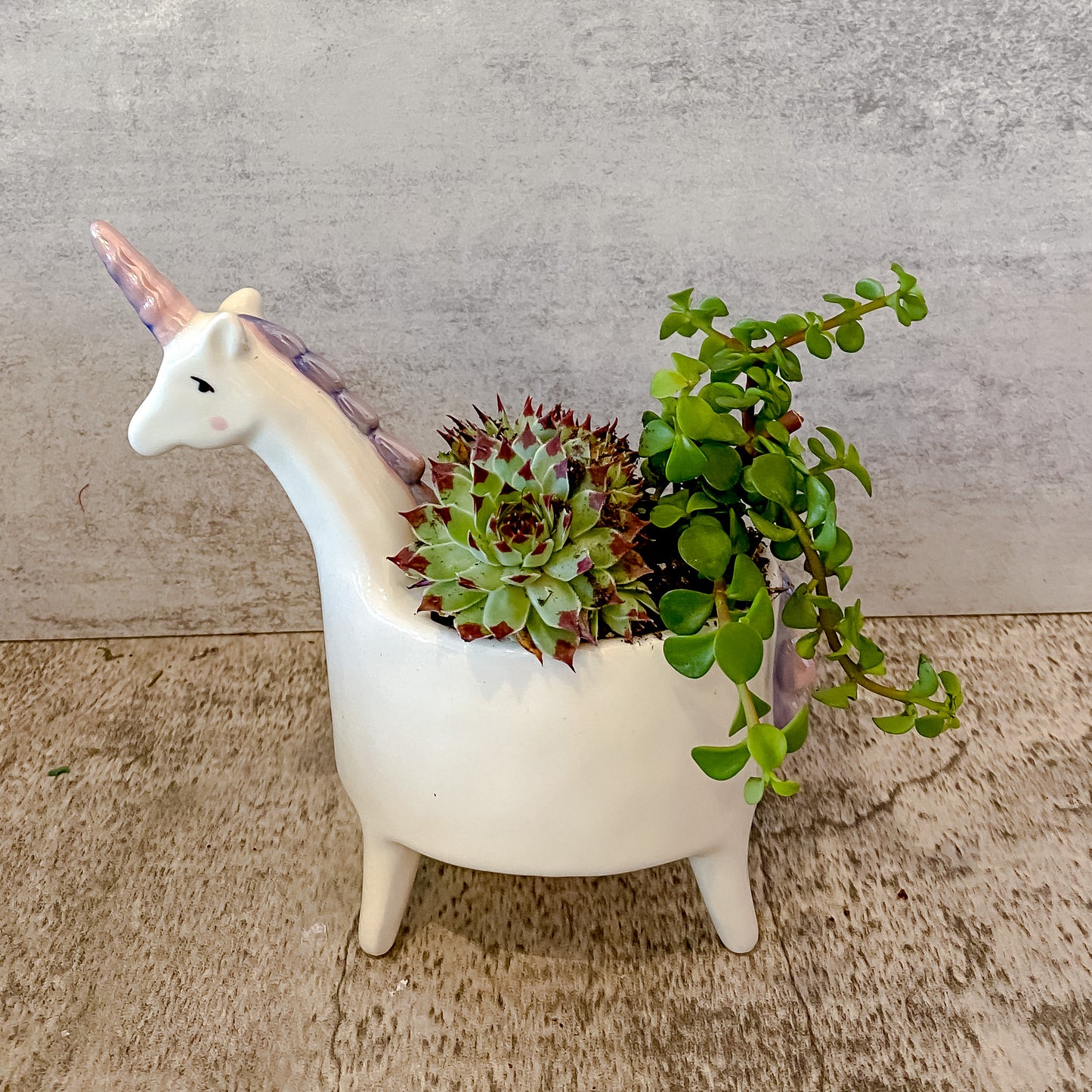 Unicorn Surprise