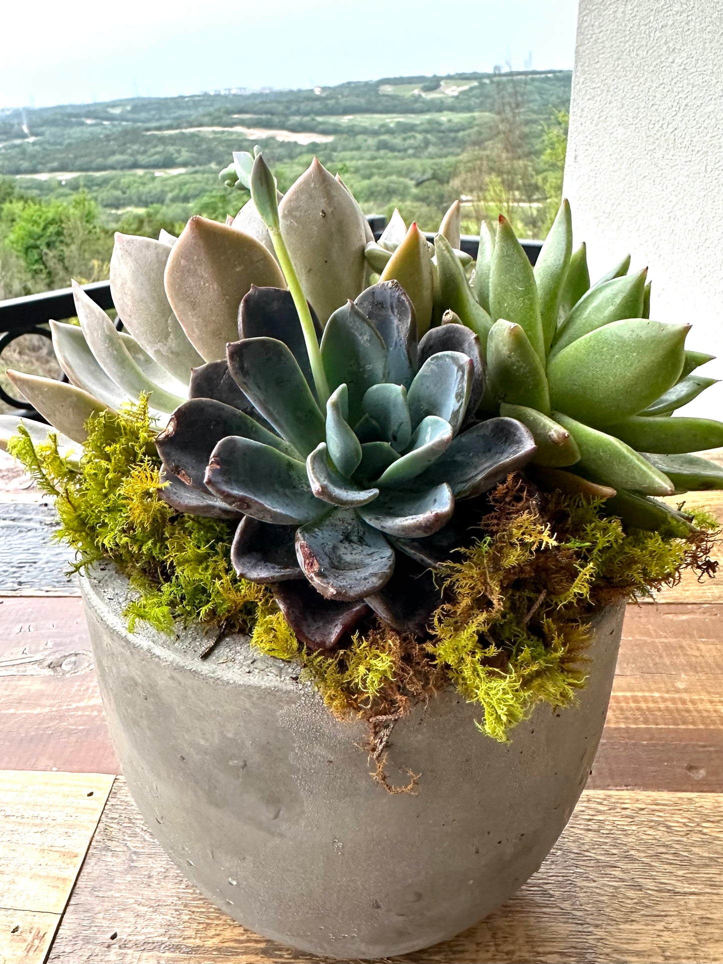 Succulent Garden