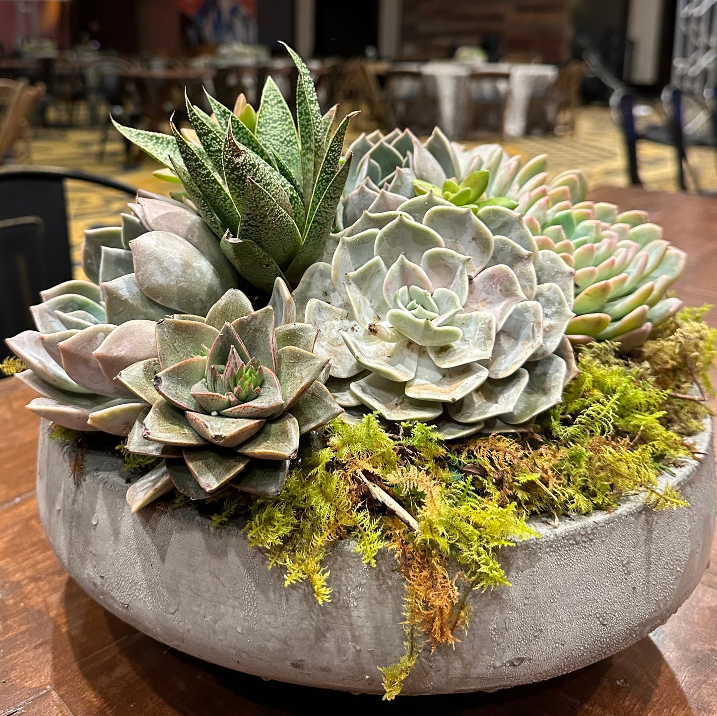 Succulent Garden