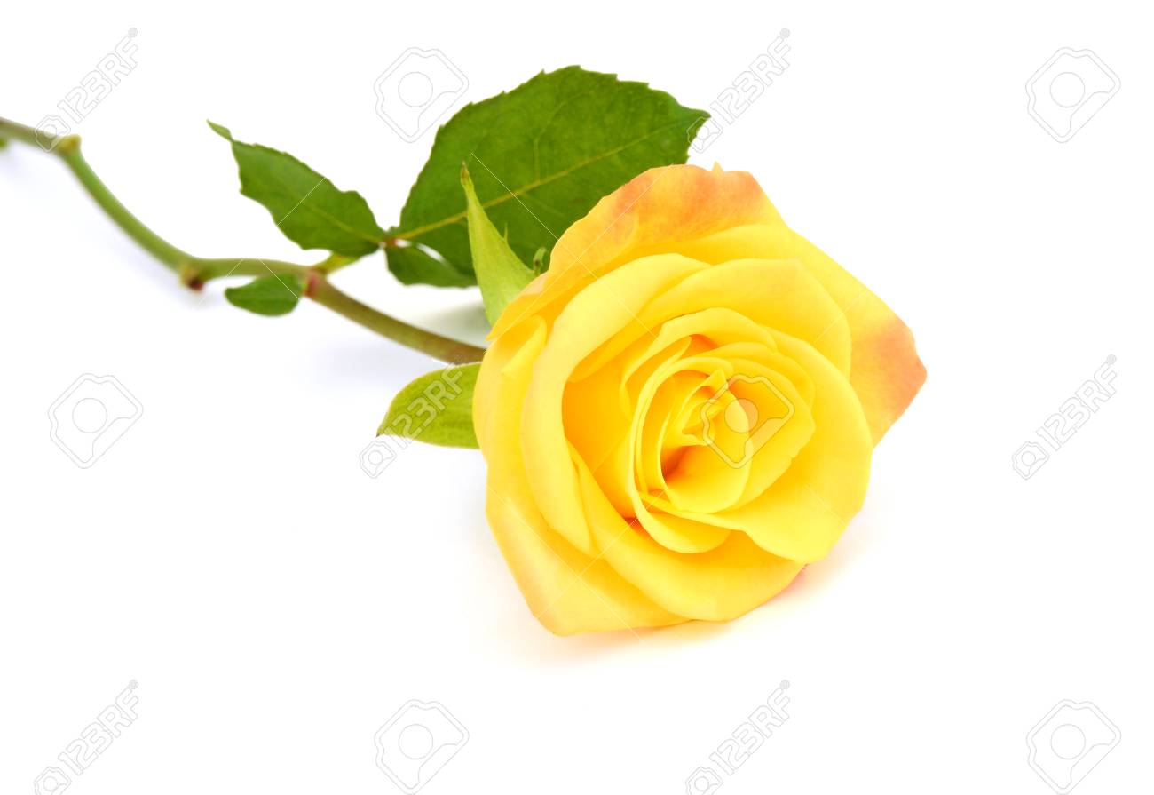 Mellow Yellow Virtual Flower Workshop