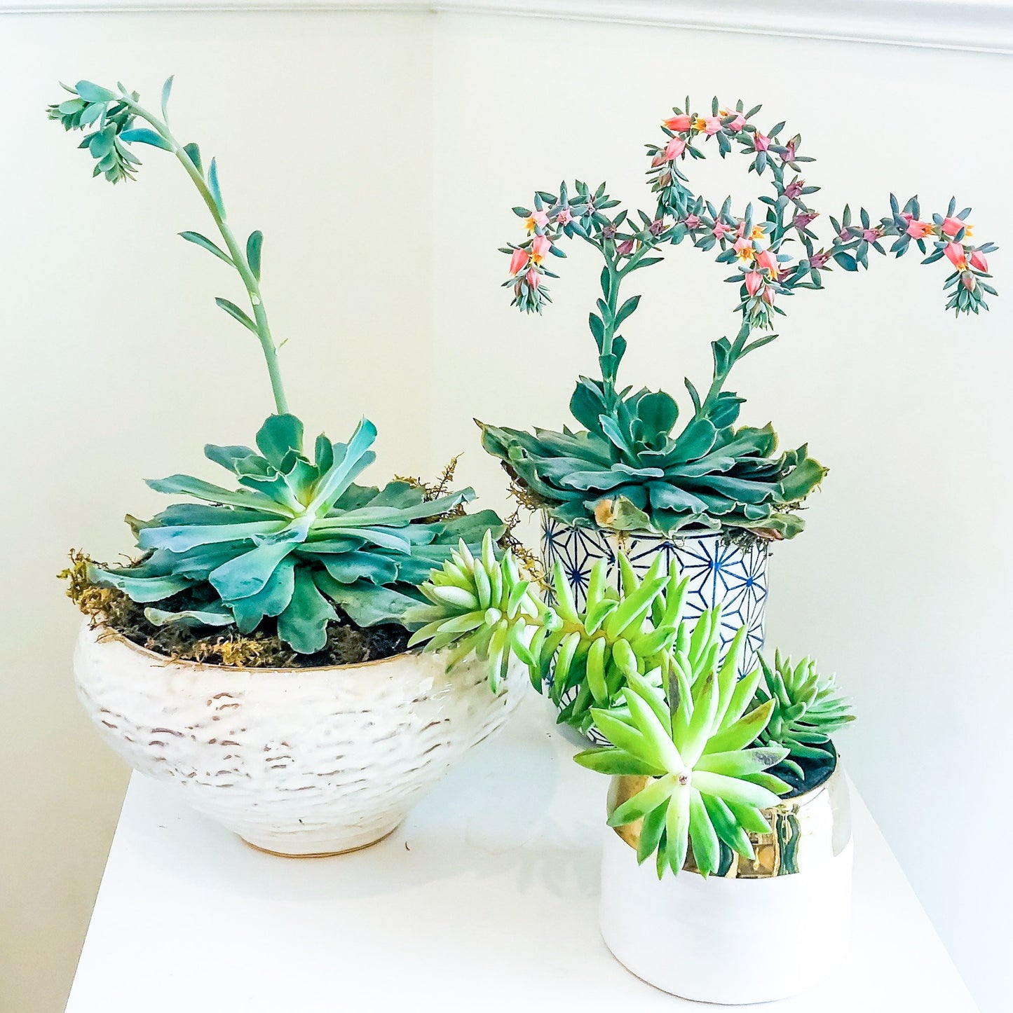 Succulent Garden