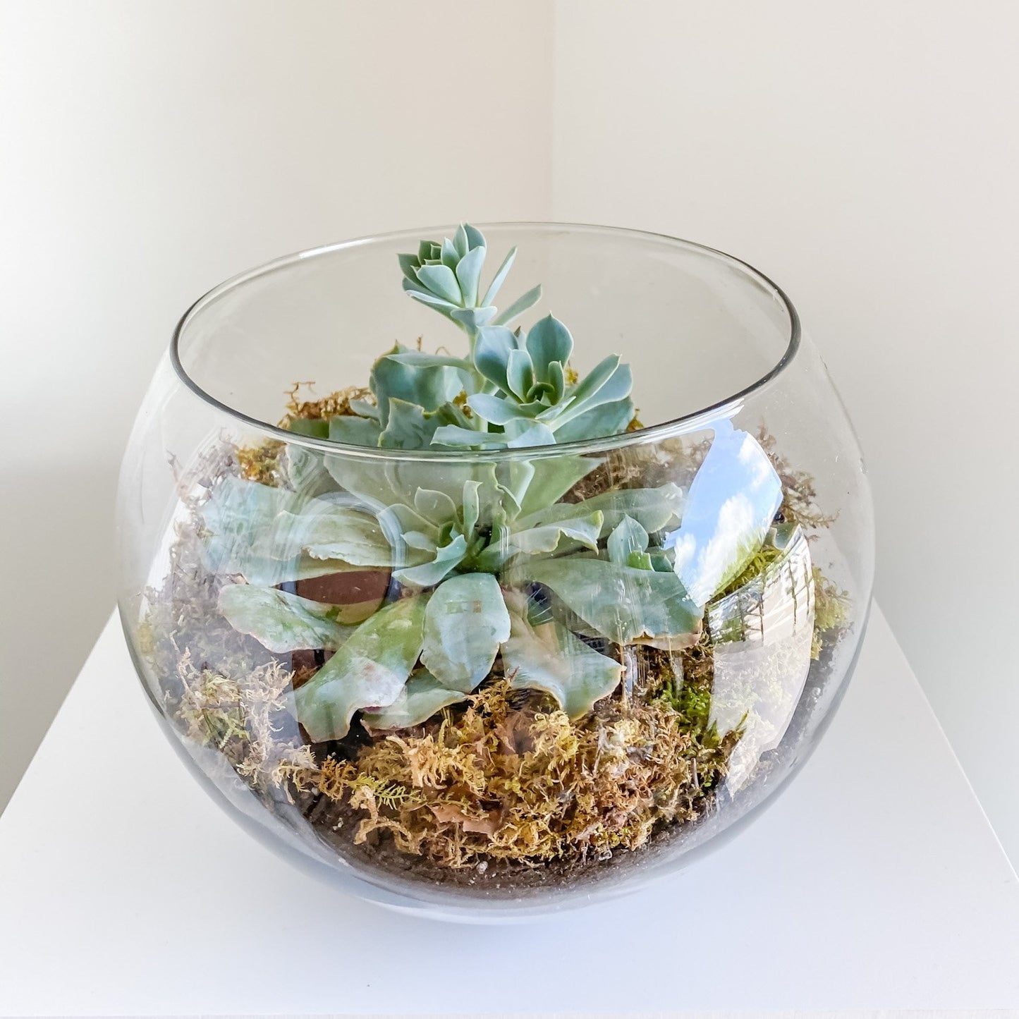 Succulent Garden