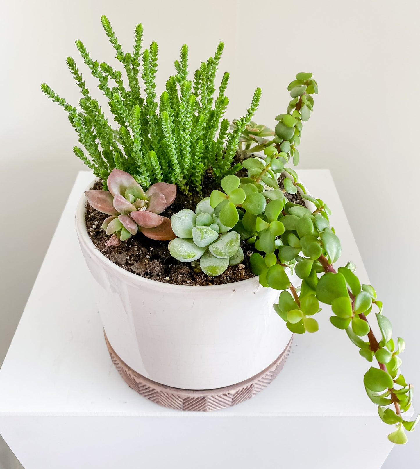 Succulent Garden