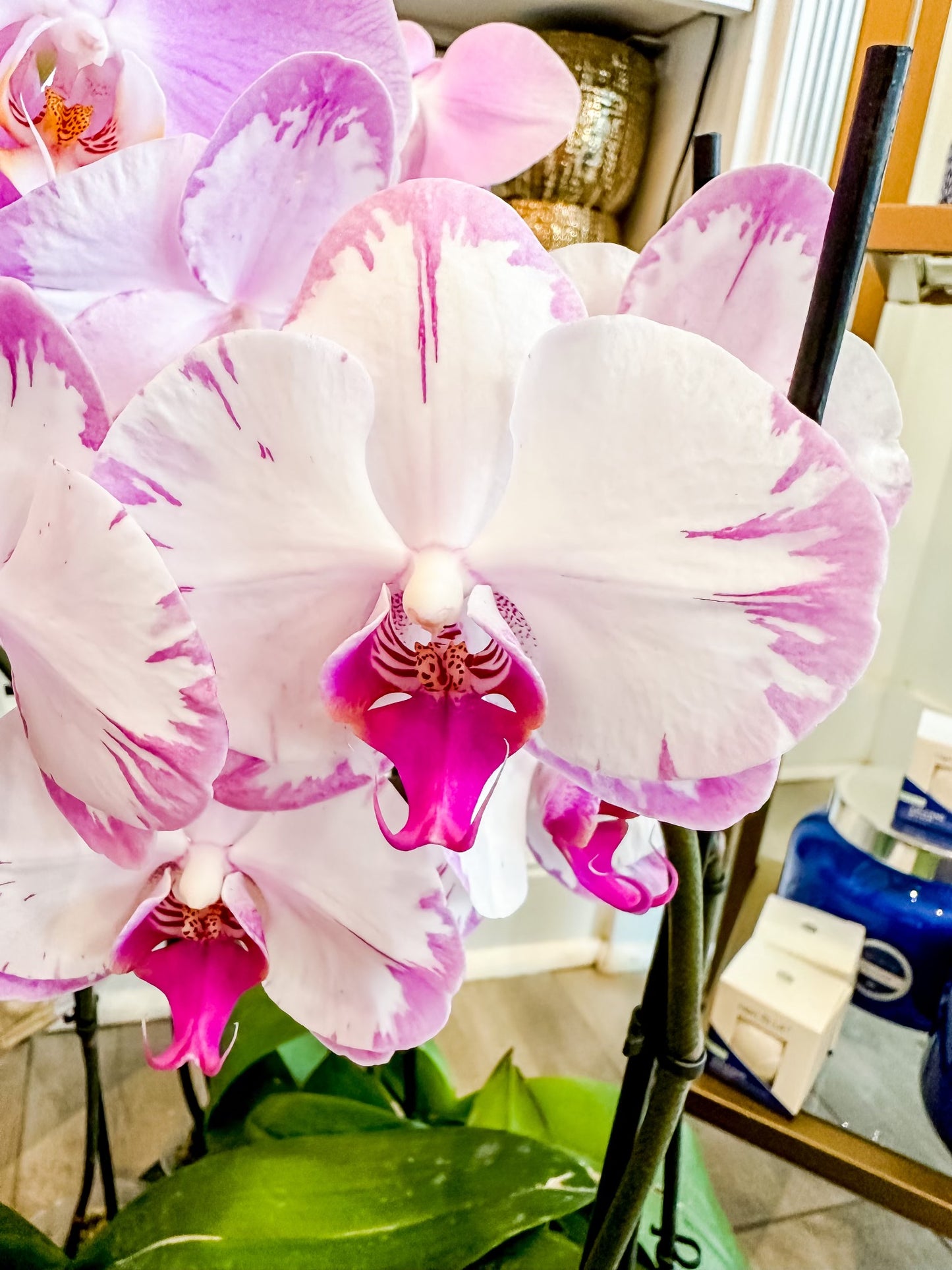 The Orchid Club