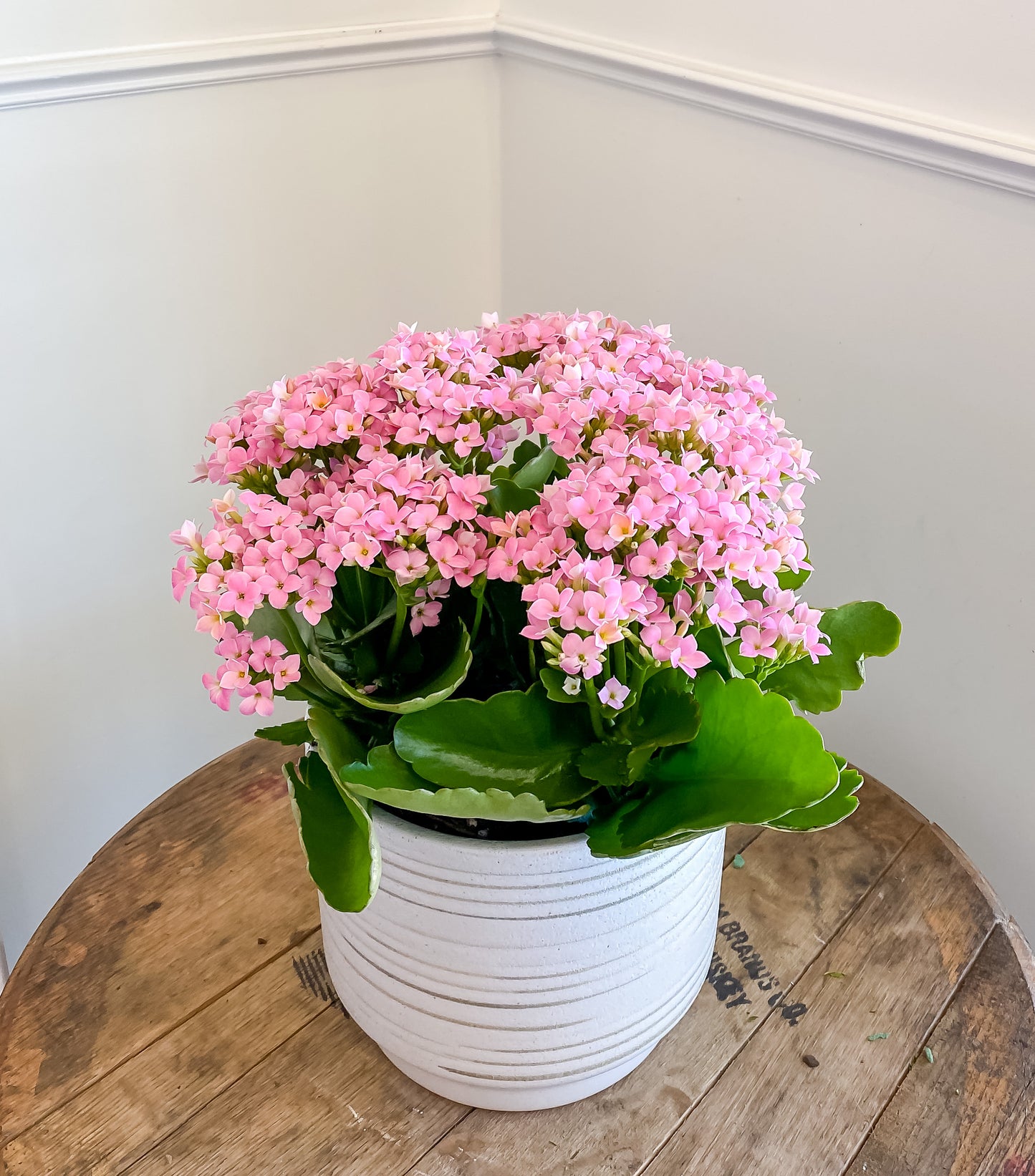Florist Kalanchoe