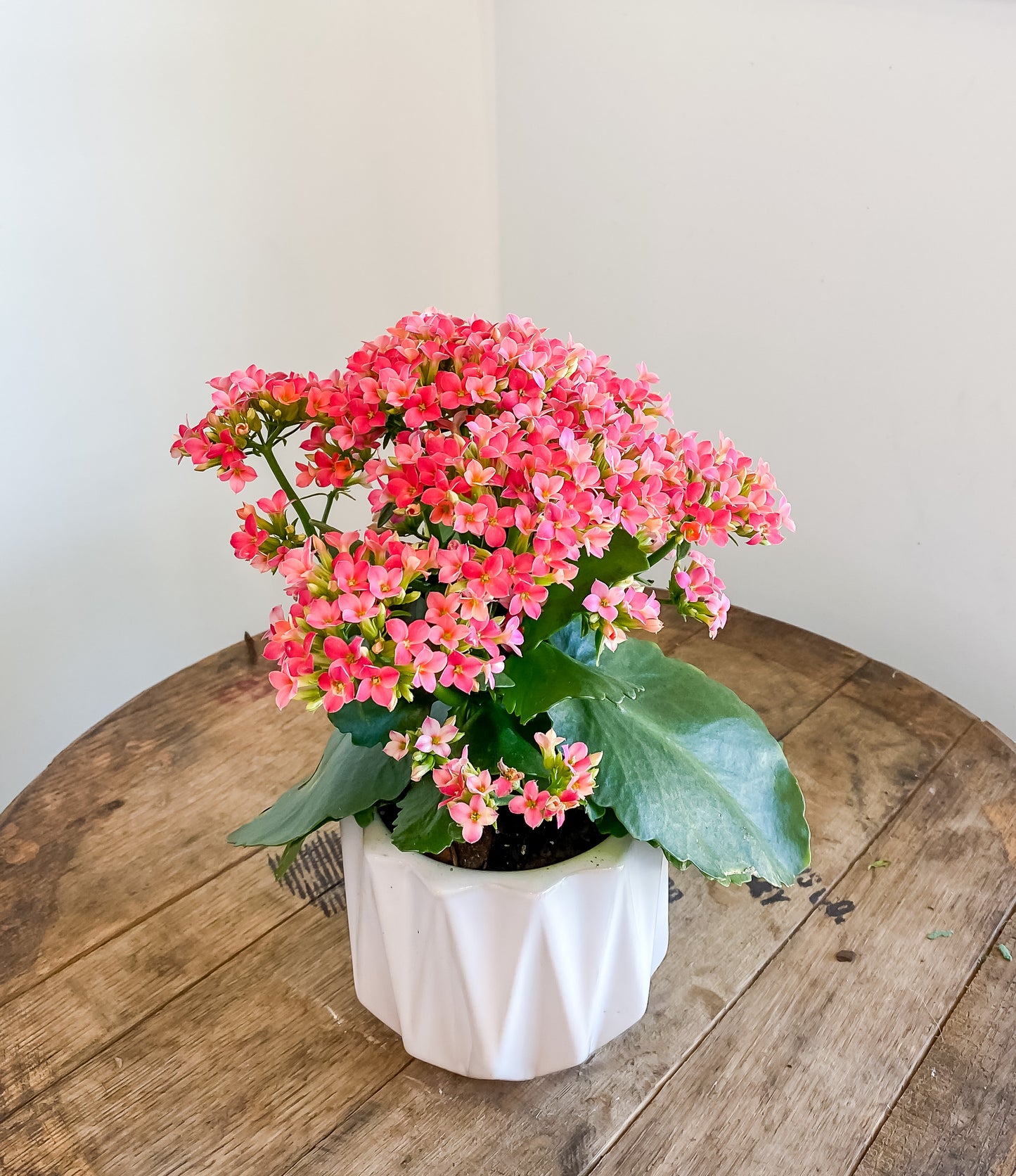 Florist Kalanchoe