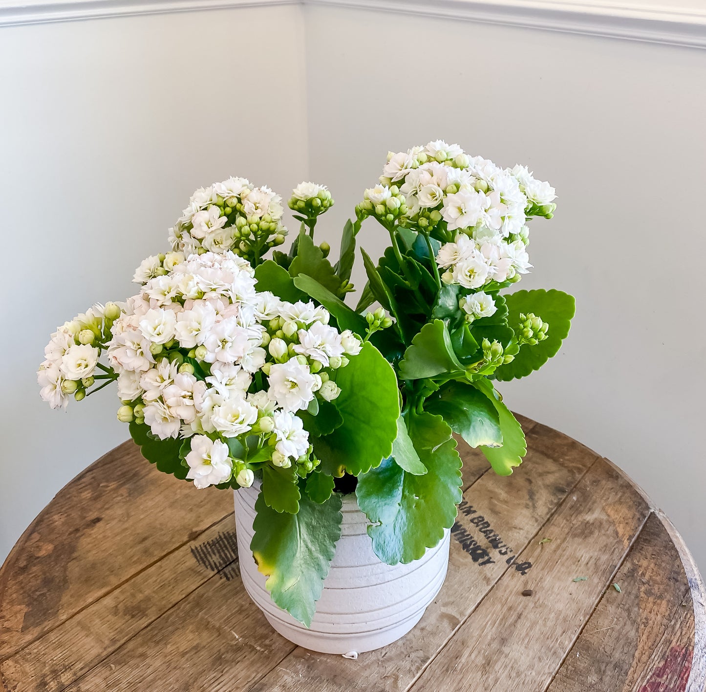 Florist Kalanchoe
