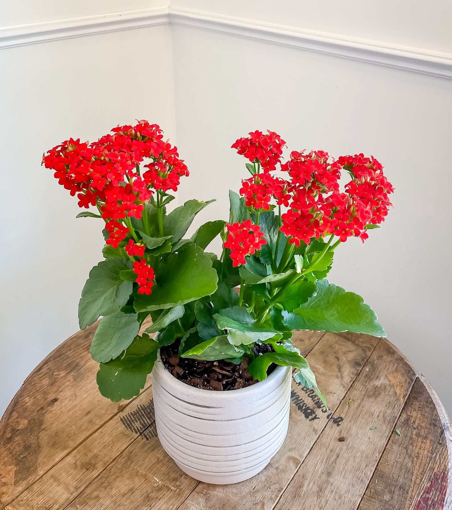 Florist Kalanchoe