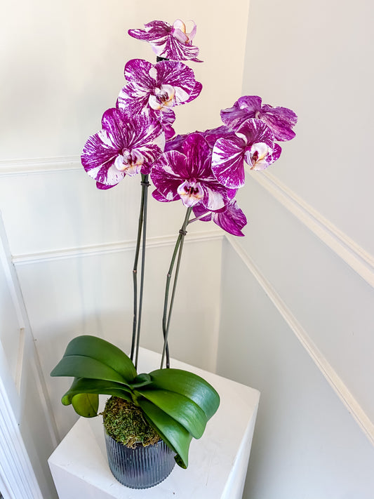 The Orchid Club