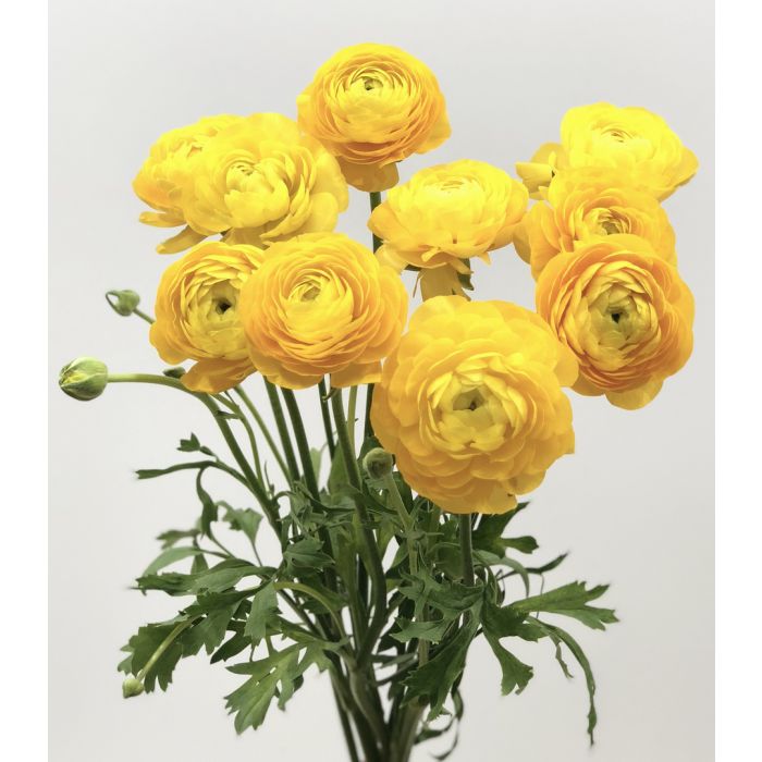 Mellow Yellow Virtual Flower Workshop