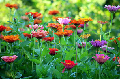 Flower Garden Box | Mixed Zinnia