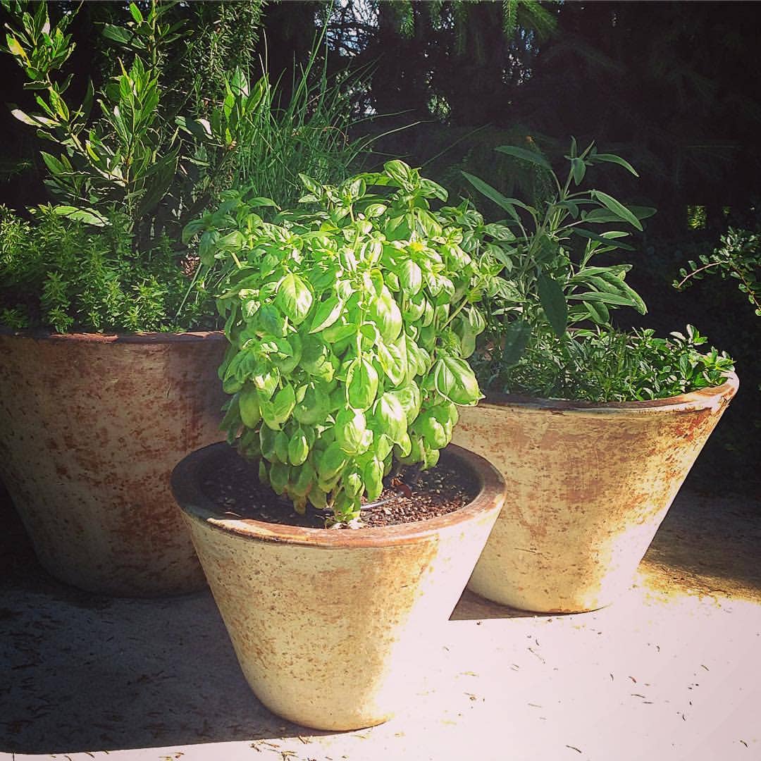 Culinary Garden Herbs