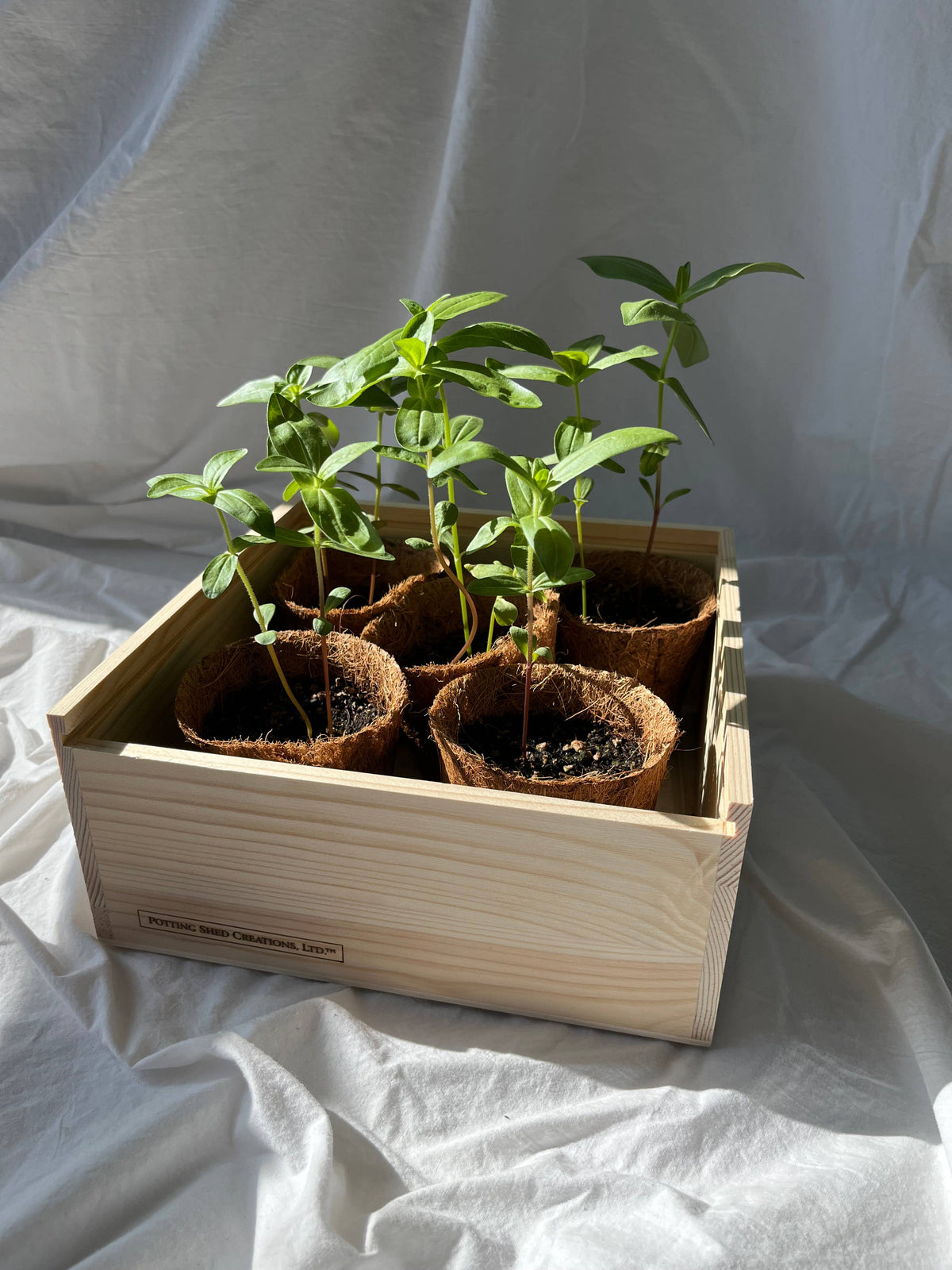 Flower Garden Box | Mixed Zinnia