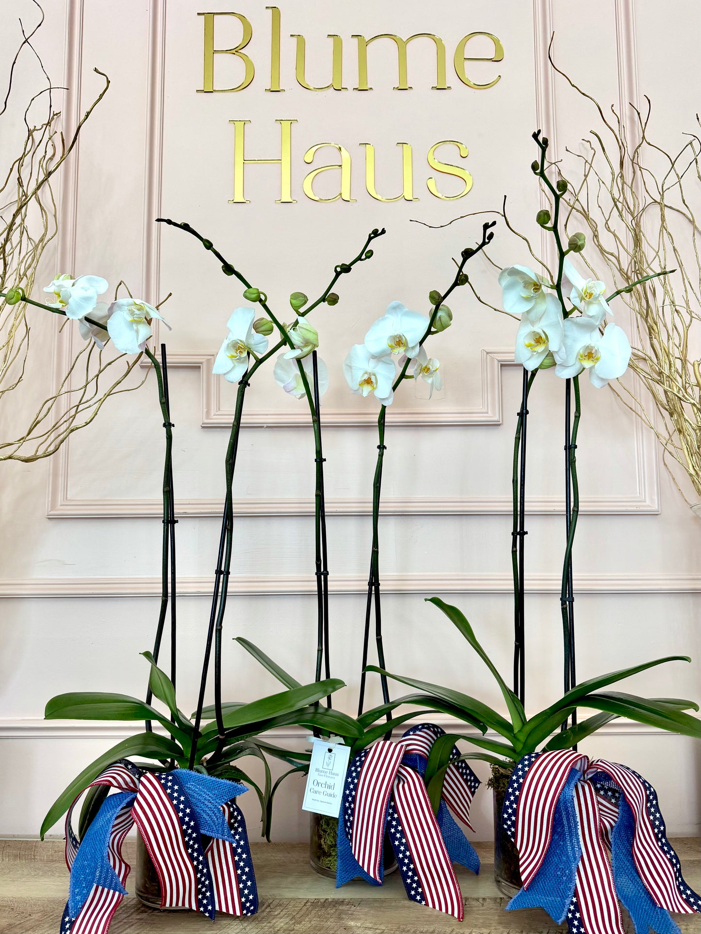 Phalaenopsis Orchid Plant