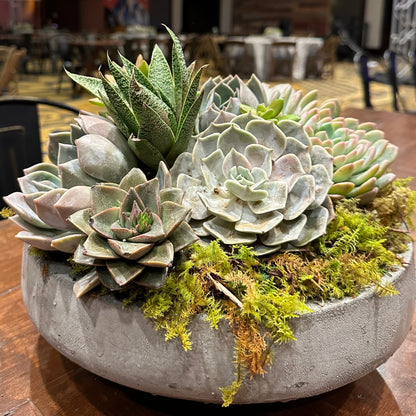 cask succulent garden Succulent Garden – Blume Haus Fine Flowers