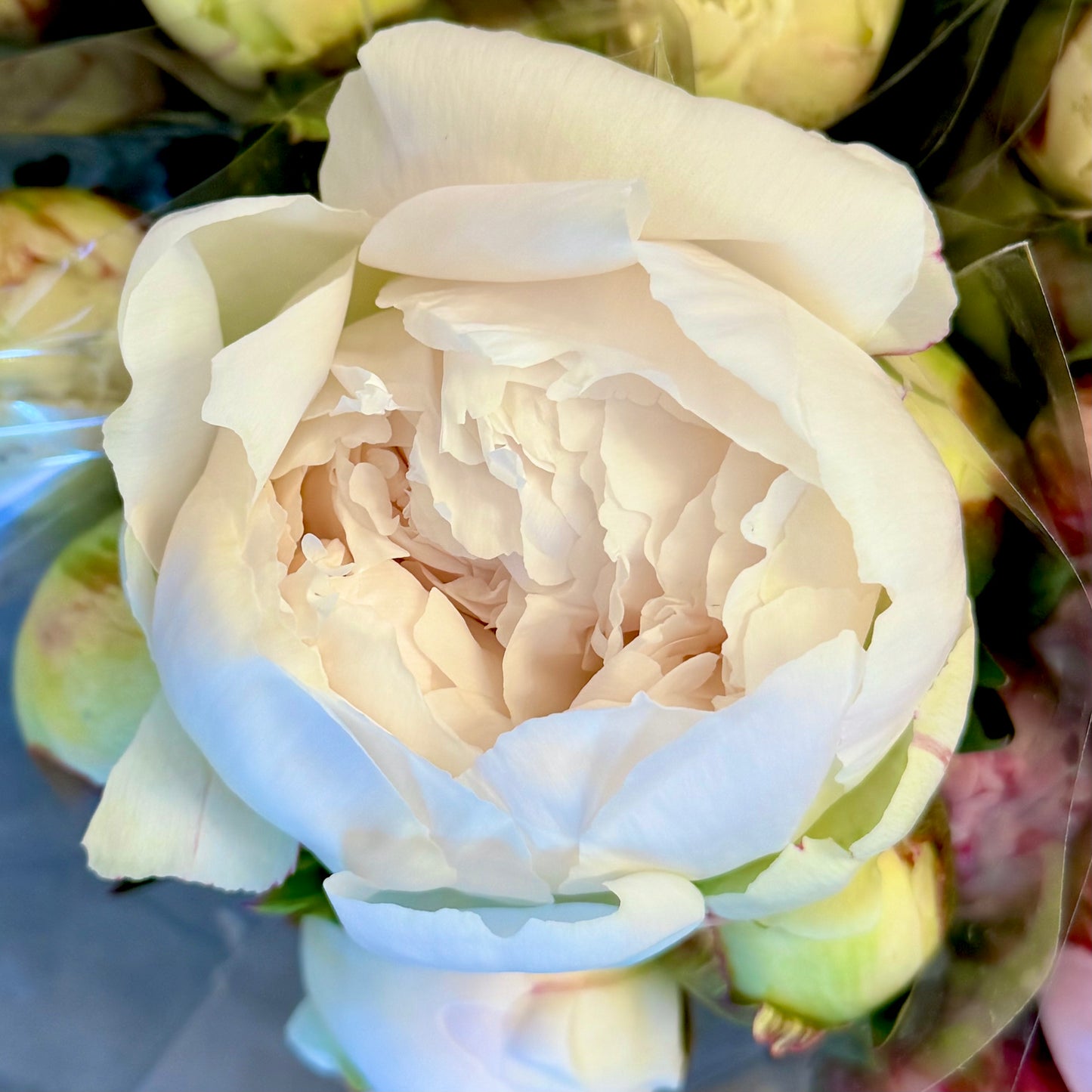 PEONY MARKET 🌸