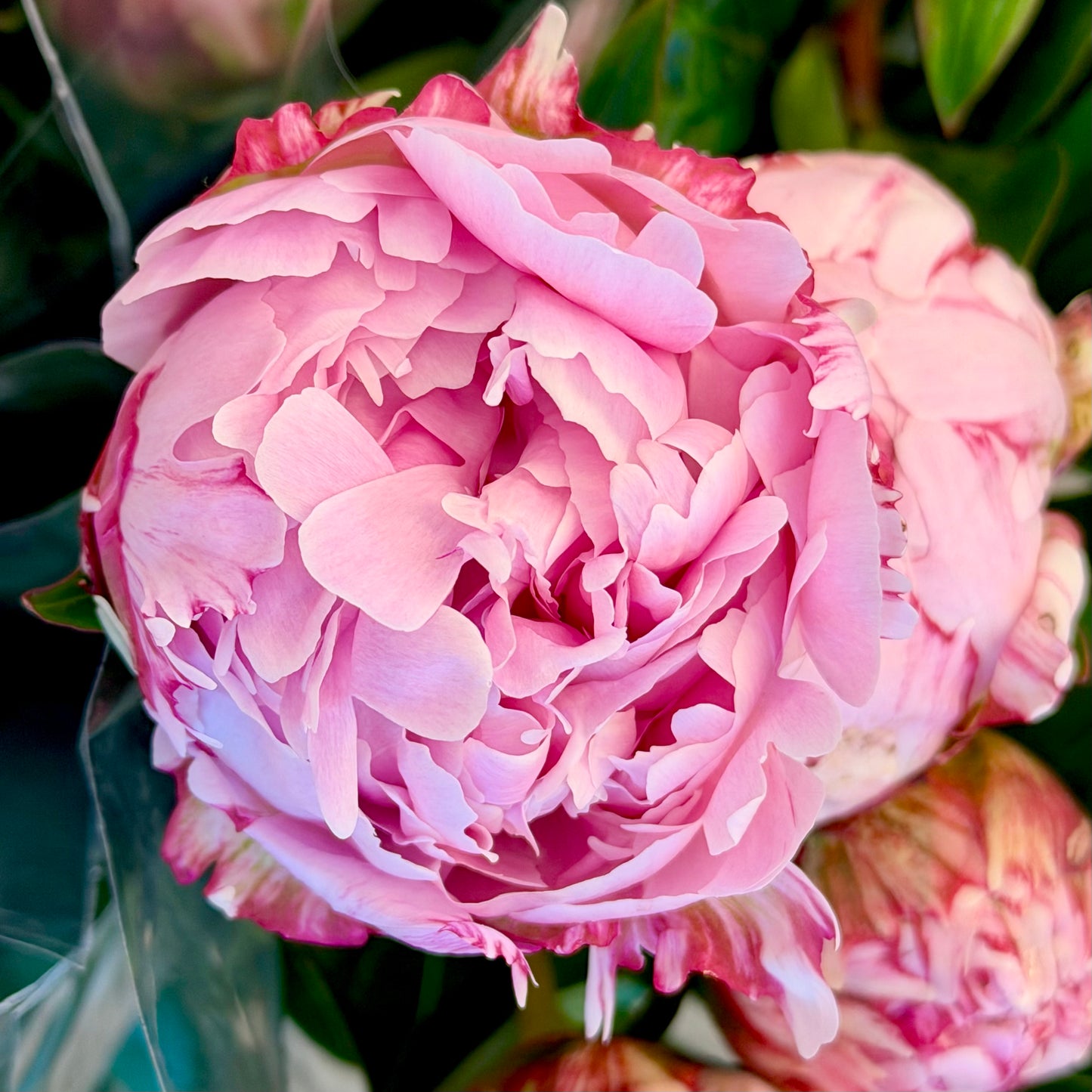 PEONY MARKET 🌸