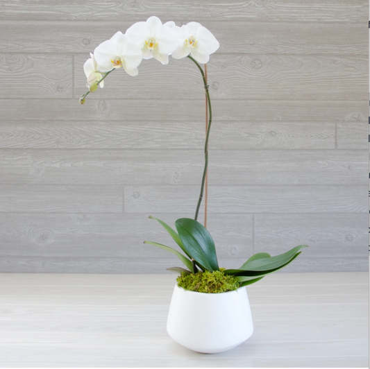 Phalaenopsis Orchid Plant - CYP