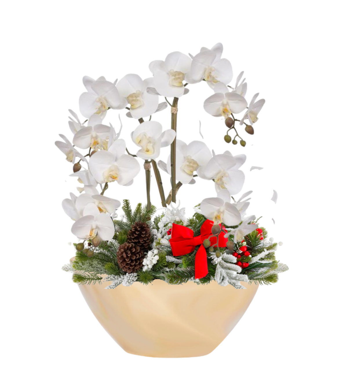 Holiday Phalaenopsis Orchid Plants