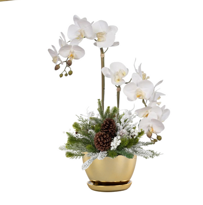 Holiday Phalaenopsis Orchid Plants