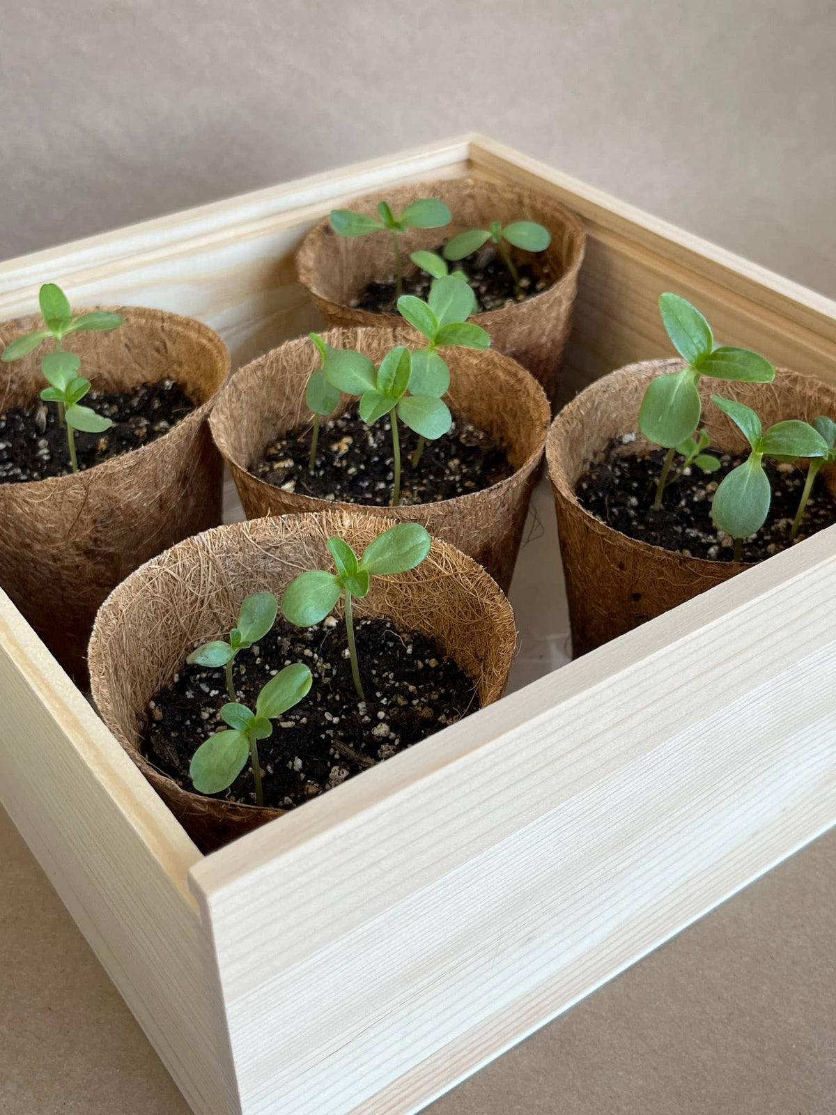 Flower Garden Box | Mixed Zinnia