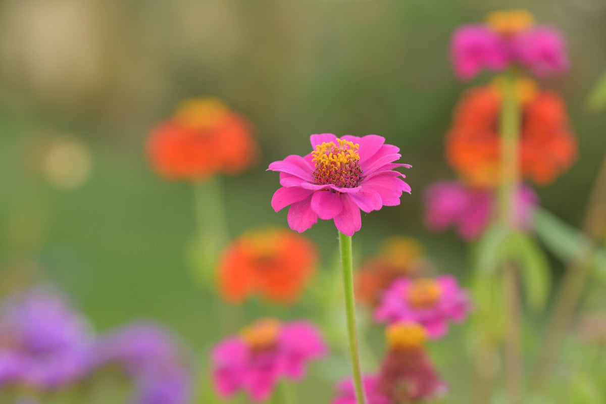 Flower Garden Box | Mixed Zinnia