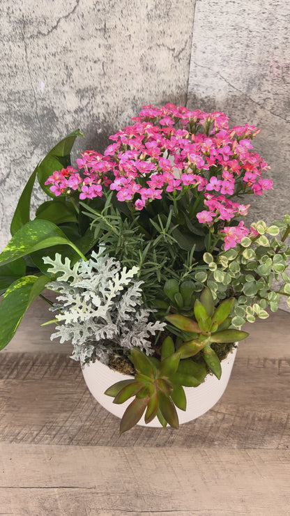 Plant Garden