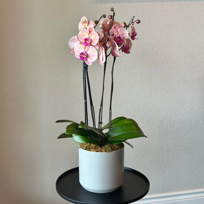 Phalaenopsis Orchid Plant - CYP