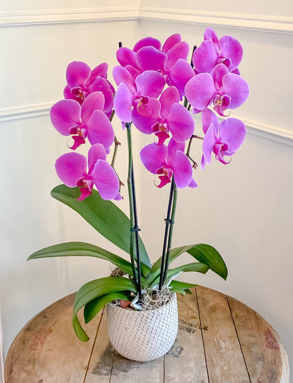 Phalaenopsis Orchid Plant – Blume Haus Fine Flowers