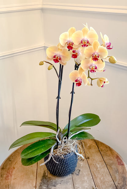 Phalaenopsis Orchid Plant