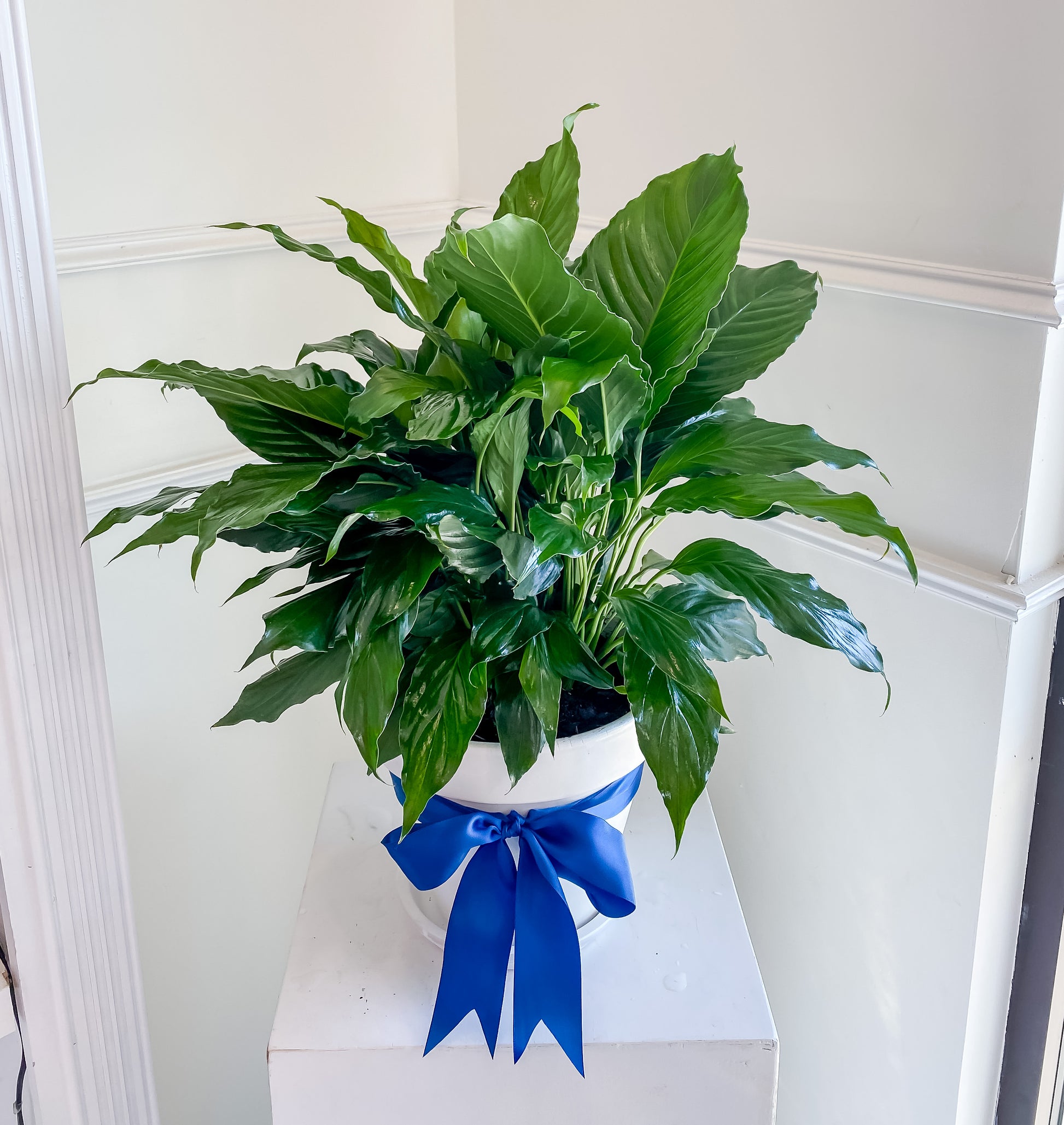 silk peace lily Peace Lily – Blume Haus Fine Flowers