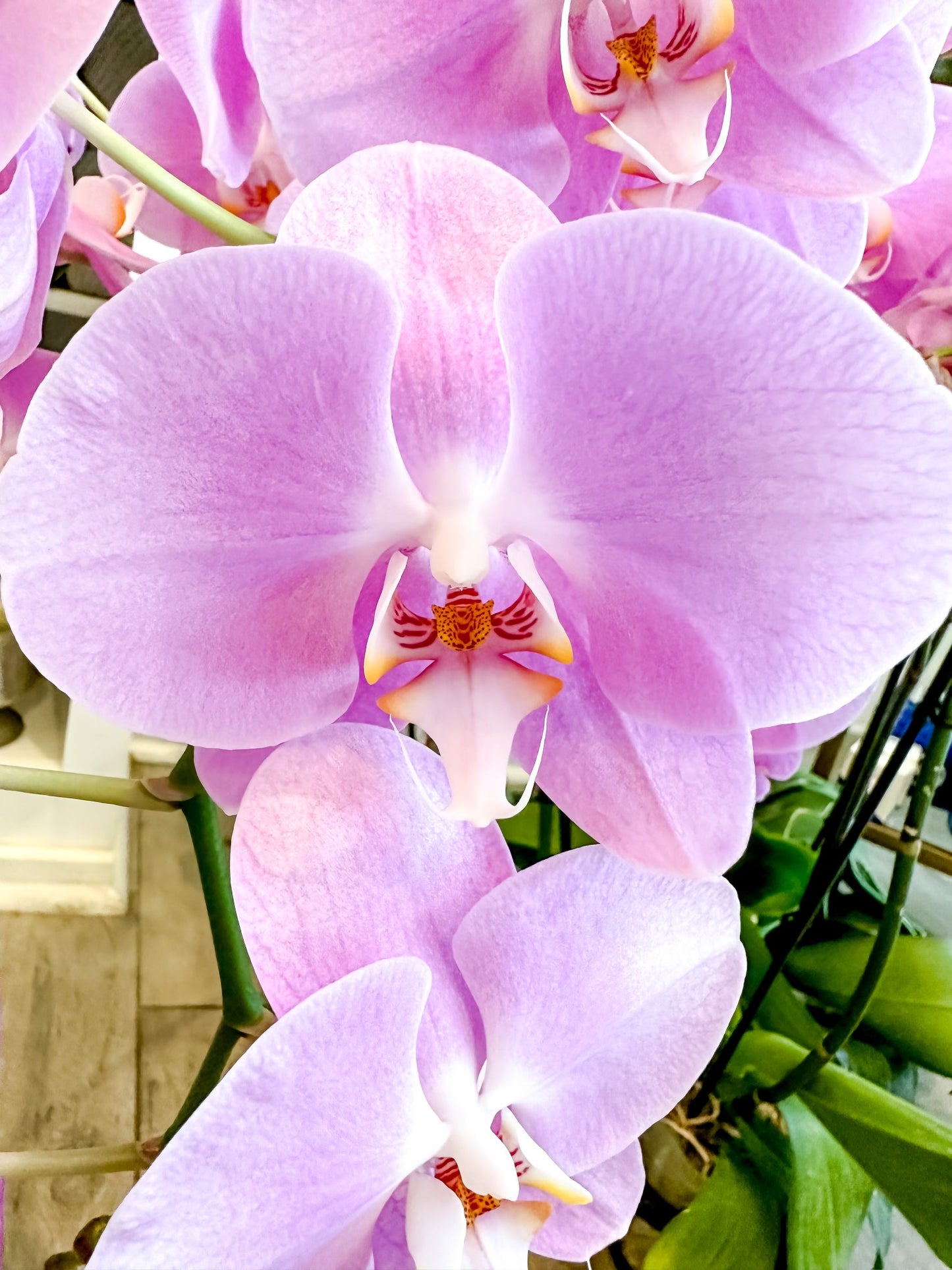 Phalaenopsis Orchid Plant - Subscription
