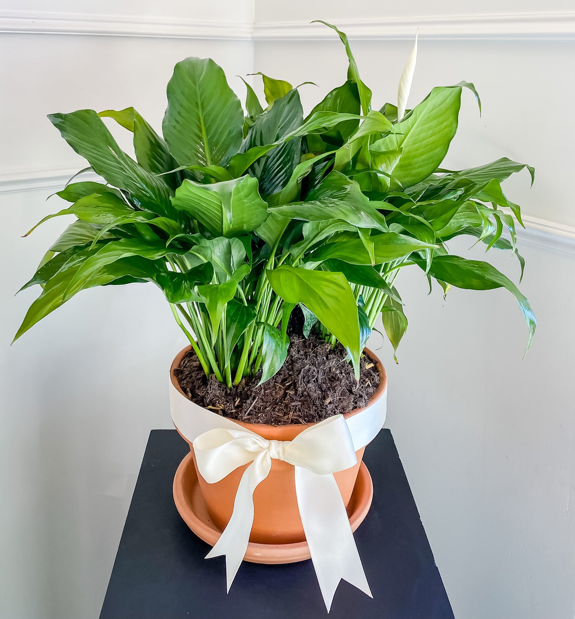 proflowers peace lily Peace Lily – Blume Haus Fine Flowers