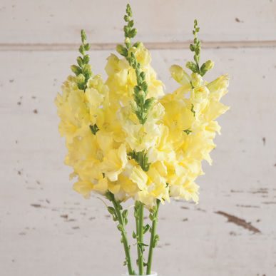 Mellow Yellow Virtual Flower Workshop