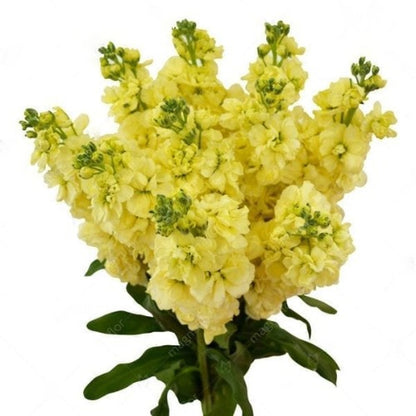 Mellow Yellow Virtual Flower Workshop